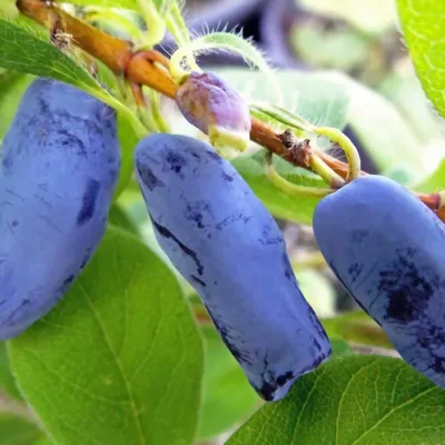 Жимолость съедобная \"Морена\" (Lonicera caerulea \"Morena\") - Питомник и  Садовый центр Русские Деревья