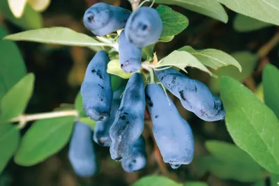 Жимолость съедобная Морена / Lonicera caerulea Morena