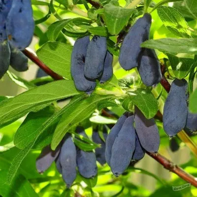 Жимолость плодовая Исаевская (LONICERA CAERULEA) - описание сорта, фото,  саженцы, посадка, особенности ухода. Дачная энциклопедия.