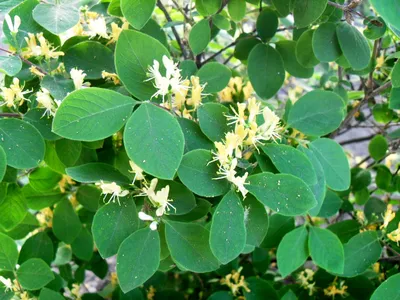 Жимолость татарская (Lonicera tatarica)