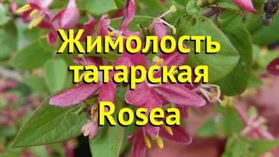 Жимолость татарская Розея. Краткий обзор, описание характеристик lonicera  tatarica Rosea - YouTube