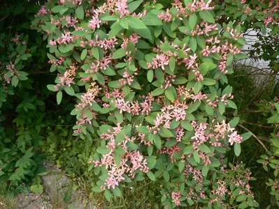 Жимолость татарская (Lonicera tatarica) | САДПРОЕКТ