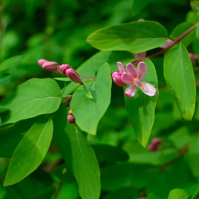 Жимолость татарская (Lonicera tatarica) - PictureThis