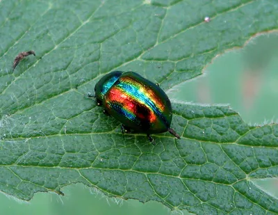 Фотокаталог членистоногих: Листоед ясноточный (Chrysolina fastuosa)