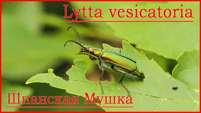 Lytta vesicatoria. Шпанская мушка или Шпанка ясеневая. - YouTube