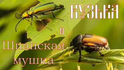 Lytta vesicatoria. Шпанская мушка или Шпанка ясеневая. - YouTube