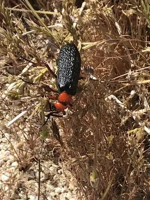 Lytta magister (Lytta magister) - Picture Insect