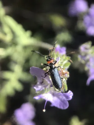 Lytta auriculata (Lytta auriculata) - Picture Insect