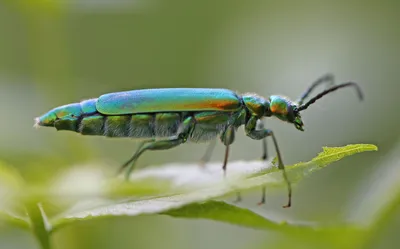 MacroID.RU - Insecta (Arthropoda - Hexapoda) » Coleoptera » Meloidae »  Lytta vesicatoria