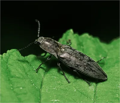 Виталий Гуменюк :: Actenicerus sjatlandicus - жук Щелкун мраморный :: Макро  :: Галерея :: Клуб Foto.ru