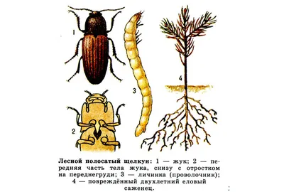 Насекомые и их знакомые жук щелкун кампсостернус Де Агостини (торги  завершены #188344016)