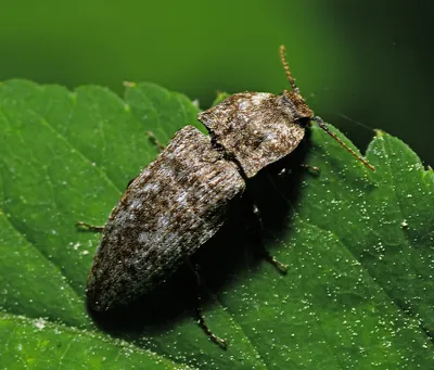 Виталий Гуменюк :: Hemicrepidius hirtus - жук Щелкун волосатый :: Макро ::  Галерея :: Клуб Foto.ru