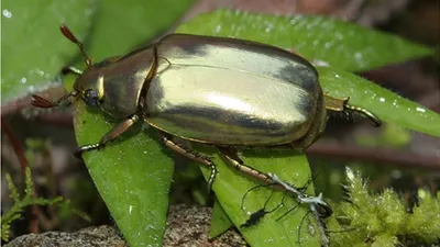 НОВЫЕ И РЕДКИЕ ДЛЯ ФАУНЫ УКРАИНЫ ВИДЫ ЖЁСТКОКРЫЛЫХ НАСЕКОМЫХ (INSECTA: COLEO