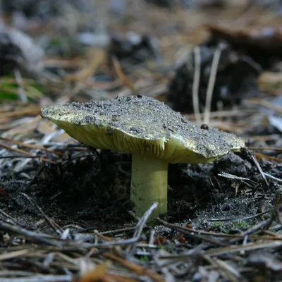 Зеленушка (Tricholoma equestre) фото и описание