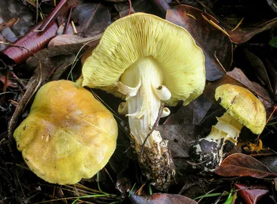 Рядовка зелёная (Tricholoma equestre) фото и описание