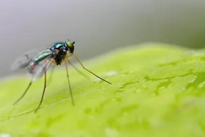 Зеленушка (лат. Dolichopodidae)