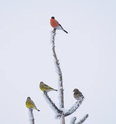 Снегирь и три зеленушки. Photographer Petr Kalachev