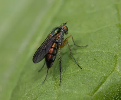 Семейство Мухи-зеленушки (Dolichopodidae) | Фауна Беларуси