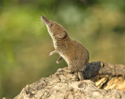 Бурозубка малая или малая землеройка (лат. Sorex minutus)