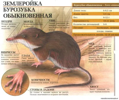 Землеройка: фото и описание, как бороться с ними?