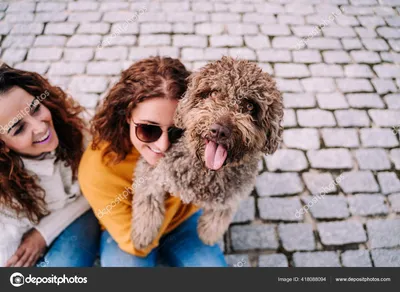 Cockapoo Schnoodle Cavapoo Bolonka Испанская водяная собака, Болонка,  carnivoran, собака Like Mammal, другие png | PNGWing