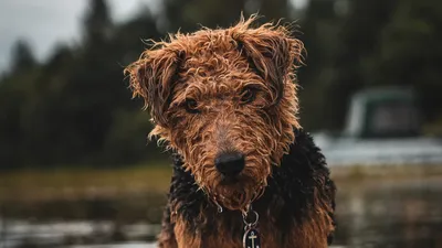миниатюрный пудель, лаготто романьоло, испанская водяная собака