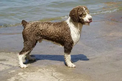 Испанская водяная собака Итальянская водяная собака Французская водяная  собака | Пикабу