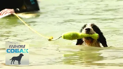 О породах собак №110. Водяные собаки, часть 2. Итальянская водяная собака  (лаготто романьоло). | Пикабу