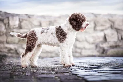 Португальская водяная собака (Portuguese Water Dog) - это умная, очень  смелая и преданная порода собак. Описание, отзывы и фото.