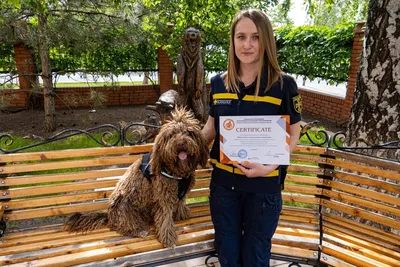 Испанская водяная собака (перро де аква эспаньол) Perro De Aqua Espanol  стикер в Харькове от компании \"«PC Remote» интернет магазин\"