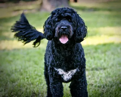 11.10.2019 / EN FCI-Стандарт N° 336 ИСПАНСКАЯ ВОДЯНАЯ СОБАКА SPANISH WATER  DOG (Perro de agua esp