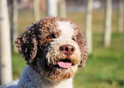 Фото чёрных собак | Spanish water dog, Dog breeds, Water dog