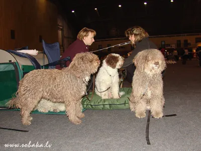 ИСПАНСКАЯ ВОДЯНАЯ СОБАКА (Perro de Agua Espanol) (Spanish Water Dog)