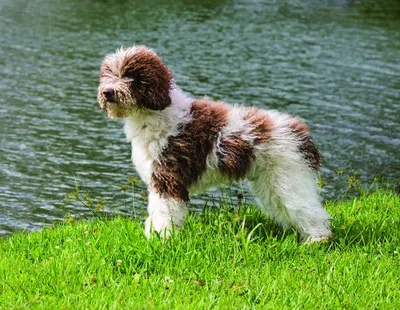 Собаки породы Испанская водяная собака: история, описание, отзывы,  характер, дрессировка, уход, фото и цены