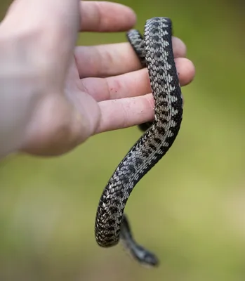 Змеи на участке — как распознать ядовитую и защитить себя от укуса?  Описание и фото — Ботаничка