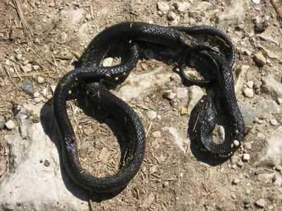 Есть ли в Абхазии ядовитые змеи в море и на суше? | Страница 9 | Абхазия -  форум туриста