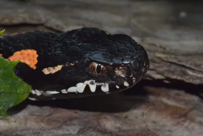 Ответ Saylok в «Как отличить ядовитую змею от неядовитой» | Пикабу