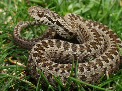 Гадюка: какие разновидности этой ядовитой змеи обитают в России | Родные  просторы | Пульс Mail.ru