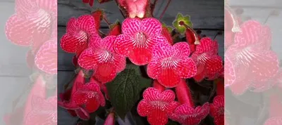 Цветок калерия розовая саженцы купить в Батайске | Товары для дома и дачи |  Авито