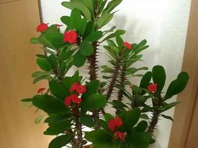 Комнатный цветок с красными цветами - фото и картинки: 56 штук