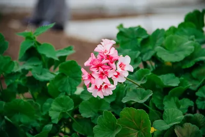 РосТюльпан» высаживает в Ревде цветы. И это очень красиво! — Ревда-инфо.ру
