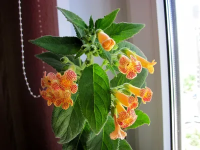 Калерия цветы - 63 фото