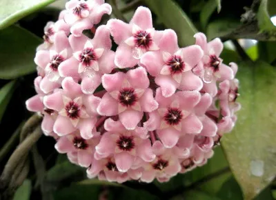 Цветок Калерия - описание растения, фото, особенности ухода, пересадки и  размножения