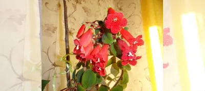 Калерия цветущая (комнатные цветы) купить в Железногорске | Товары для дома  и дачи | Авито