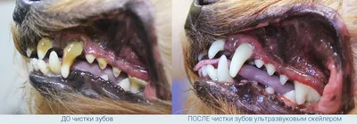 Как удалить зубной камень у собаки – 3 способа