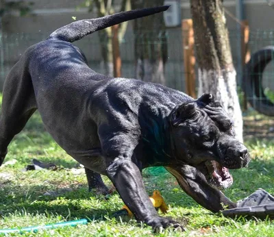 Канарский дог (перро де преса канарио) — фото, описание породы собак,  особенности
