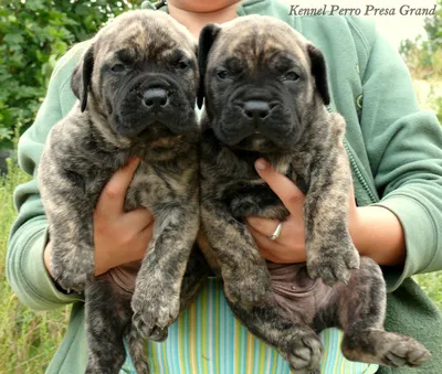 Presa Canario 普雷萨加纳利 Perro Presa Grand | Щенки, Собаки