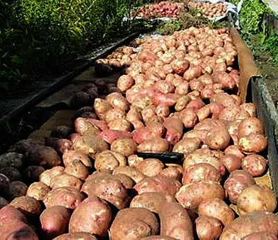 Сорт картофеля Лапоть, описание, характеристика и отзывы, а также  особенности выращивания