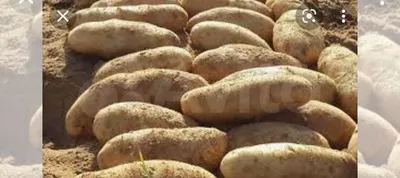 Ищу картофель лапоть купить в Балашове | Хобби и отдых | Авито