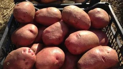 Семенной картофель редких сортов. ПРИЕМ ЗАКАЗОВ ОТКРЫТ! | Дачная Коллекция